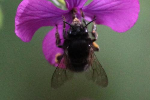 Anthophora plumipes